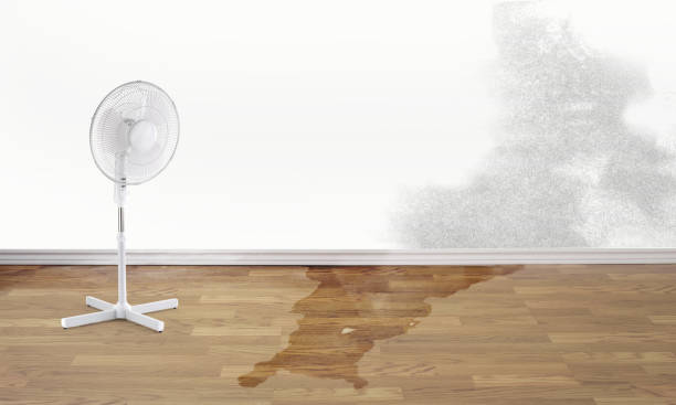Best Flooded house restoration  in Indiana, PA